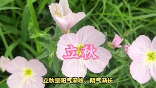 8月8日立秋，别忘老传统“3吃2做”5大习俗，祈福纳吉好度秋