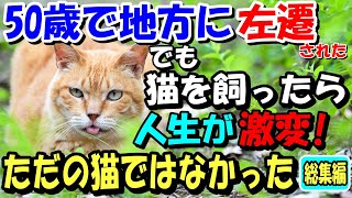 50歳で地方に左遷された。ある日うずくまっている女の子が抱いていた子猫を飼うことになったら、猫が普通じゃなくて人生が変わった【猫の不思議な話】【総集編】