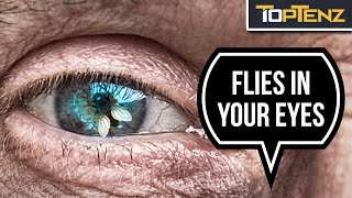 10 Reasons to be Terrified of Flies