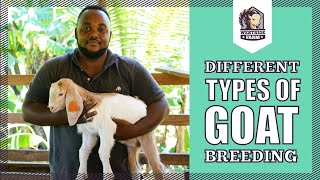 Westsidefarm | Different Types of Goat Breeding