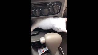 Misafir 🙀kedi.Arabanın motorundan izinsiz giren 🐈 kedi ön torpidodan çıktı.😽cat home