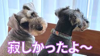 【シュナウザー】犬を飼うと、こんな幸せが待ってるよ♪