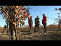 sécheresse l irrigation des vignes de l aude