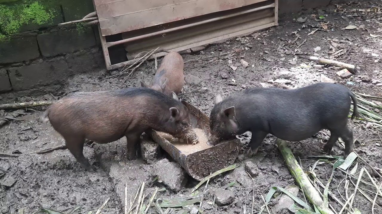 Native Pigs Farming Youtube