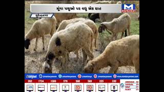 Surendranagar : મૂંગા પશુઓ પર વધુ એક ઘાત | MantavyaNews