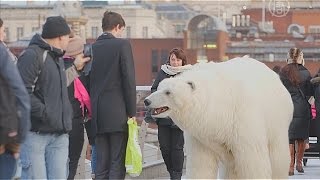 Белый медведь прогулялся по улицам Лондона (новости)