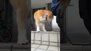 【柴犬♀】大好きなボールを探す【りん】#shorts #dog