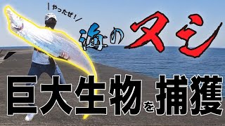 【衝撃】越前海岸で１.５m超えの怪魚を捕獲！