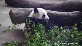 20150605 圓仔吃竹 Yuan Zai @Taipei zoo