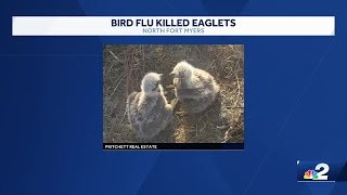 CROW reveals bird flu as cause of death for eaglets E24 and E25