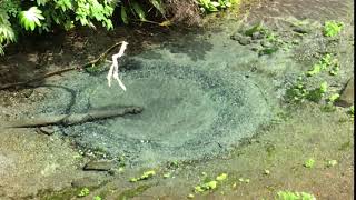 柿田川湧水群　第一展望台の湧き水