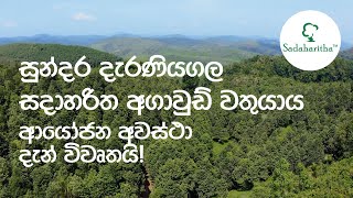 සුන්දර දැරණියගල අගාවුඩ් වතුයාය. ආයෝජන අවස්ථා දැන් විවෘතයි! #agarwood #agarwoodfarming #SLAgar