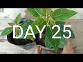 how to grow poinsettia plant poinsettia cuttings propagation in easiest way