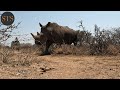 🔄 latest update on this brave rhino survivor