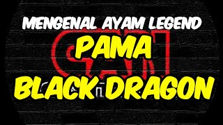 PAMA BLACK DRAGON || PAMA LEGEND CHAMPION BIGBON THAILAND || 🏆🐓💥