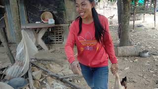 ចិញ្ចឹមមាន់បែបជនបទ | Raising rural chickens |