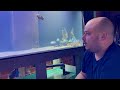 texas cichlid care guide how to care for the texas cichlid watch before you buy