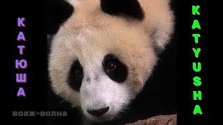 Ошалеть!!! Как хулиганит панда Катюша!!! 👍👍Go crazy!!! How does Katyusha the panda bully!!! Moscow