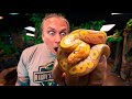 WORLDS FIRST SNAKE HATCHED!! INSANE!! | BRIAN BARCZYK