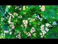 beautiful mustard field mustard flower field mustard field video yellow field