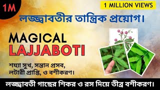 Unlock the Secret Benefits of Lajjaboti Tree and Vashikaran Techniques