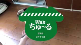 【ご実家のパグ犬 #4】ついにCMビュー!？ Wanちゅ～るアプリでぱぐぞうと遊んでみた