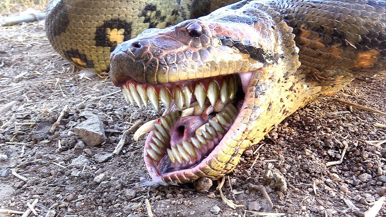 Snake Anaconda Teeth