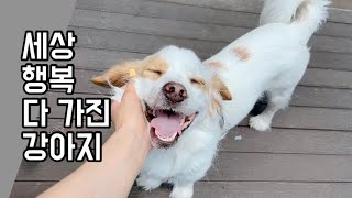 강아지 웃는 표정 A Cute Dog with a Smiley Face