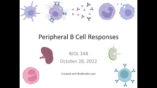 Immunology Fall 2022: Lecture 24 Peripheral B Cell Responses