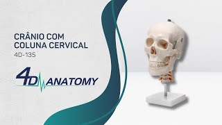 4D-ANATOMY | Crânio com Coluna Cervical | 4D-135