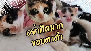 ขอบตาดำ | อย่าคิดมาก #แม่เกียงเลี้ยงแมวจร  #cat  #แมว