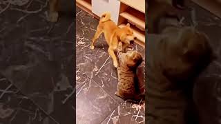 cute dog and cat kung fu fight 😂😅 #cute#viral#funny#cat#new#dog#shorts#amazing#fight#wo#laugh