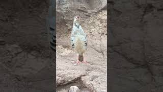 Chakor Partridge voice Pahari chakor bachi ki awaz