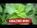 Mint Benefits for Health - Mint Leaf Uses for Digestion Issues - Dr. Berg