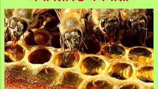 मधापलीकडे मधमाशी (Importance of Honey bee Pollination)