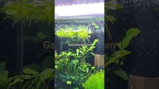 Neocaridina Garnele surft auf Schwimmpflanze #funny #shorts