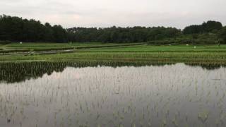 備中国分寺 夕方の田んぼに大量のツバメ 2017.07.05