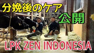 酪農　動物 出産後のケア乳牛おじゃる丸出産後に飲ませる栄養ドリンク紹介‼️分娩後の事故率低下🥛低カルシウム 乳熱対策 ケトーシス対策 体細胞改善 LPK ZEN INDONESIA アーバン協同組合