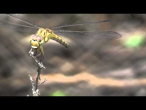Do bats eat dragonflies?