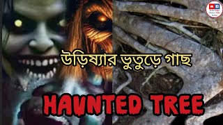 উড়িষ্যার ভৌতিক ঘটনা || Haunted tree of Odisha | bengali podcast | audio story #bengalihorrorstory