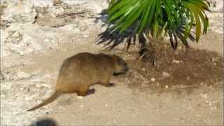 Hutia.wmv