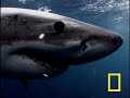 great white shark national geographic