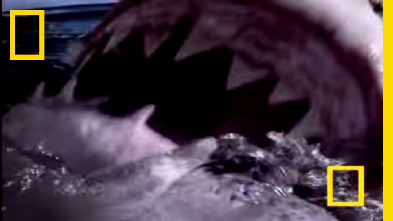 Great White Shark National Geographic Youtube