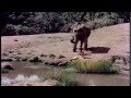 Download Haathi Mere Saathi In Mp4 3Gp Full HD Video