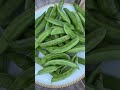 hyacinth beans harvesting chikatkai viralvideo harvesting viralshorts video vlog