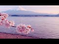 Where this Flower Blooms - Tyler, the Creator    ~Slowed and Reverb~