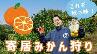 【寄居町公式】これぞ秋の味！ 寄居みかん狩り（タクちゃんねる）