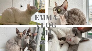 【Emma vlog #11 】| 东京生活 | 去猫舍看德文卷毛猫 | 2021的夏天