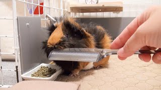 ブラッシングしたら、おしっこがあんな所まで飛んじゃって…　I brush my cute guinea pig.