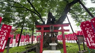 秩父✨今宮神社さま✨八大龍王✨御神木さま✨